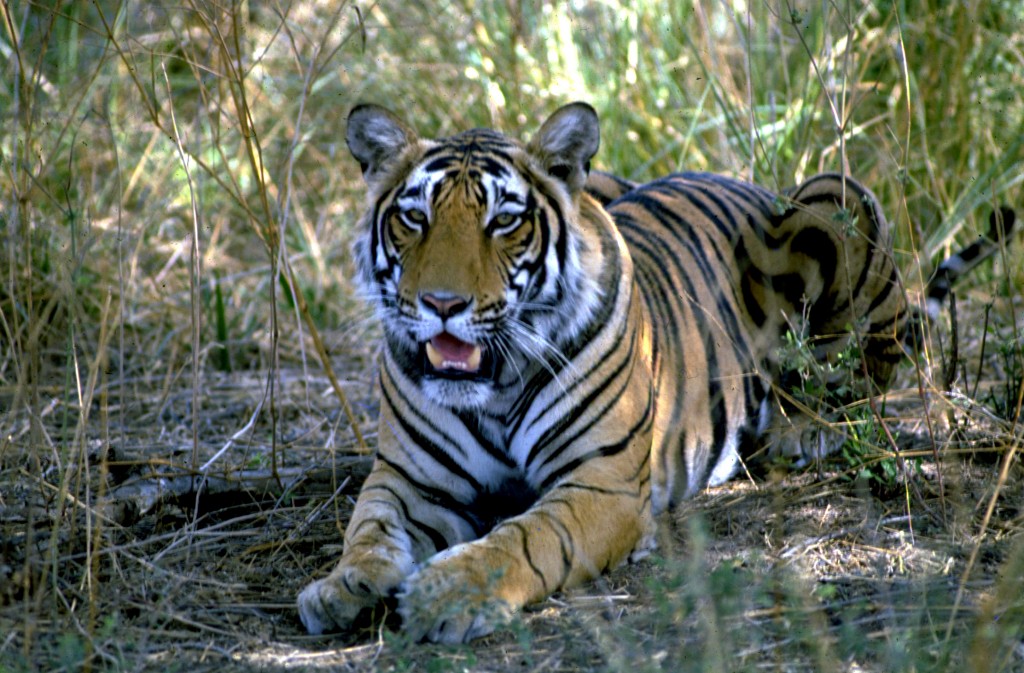 Deccan Odyssey - Golden Treasure Sawai Madhopur