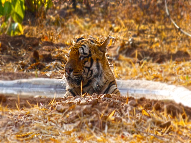 Deccan Odyssey - Tadoba Tiger Reserve