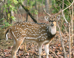 Nagzira, Maharashtra
