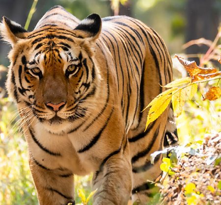 Maharashtra Wild Trail Journey