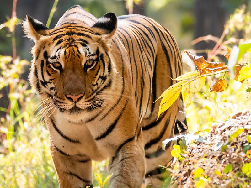 Maharashtra Wild Trail Journey