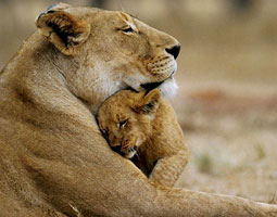 Sasan Gir, Gujarat