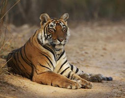  Sawai Madhopur, Rajasthan