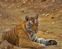 Tadoba, Maharashtra