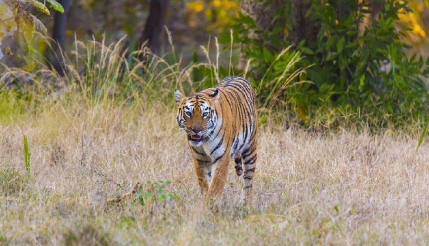Deccan Odyssey is all set to enter the tiger trail in Pench