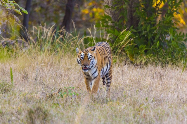 Deccan Odyssey is all set to enter the tiger trail in Pench
