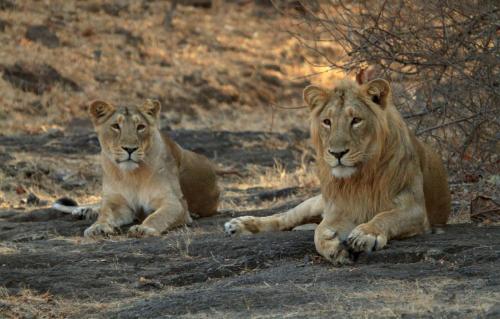 Sasan Gir